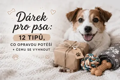 Dárek pro psa: 12 tipů, co opravdu potěší