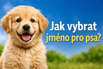 Jak vybrat jméno pro psa: praktické tipy, nejčastější chyby a inspirace